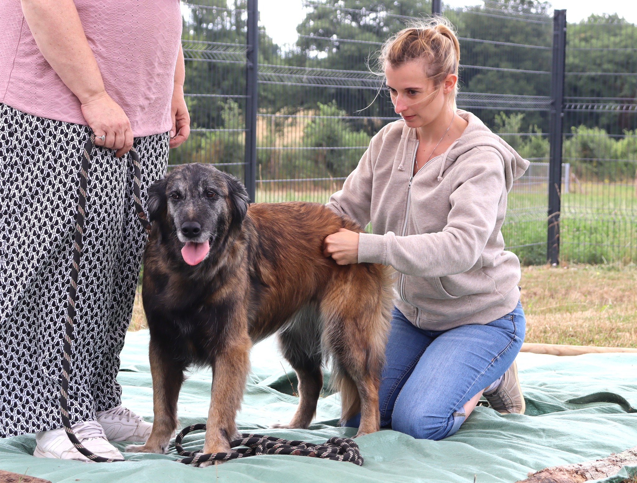 Ostéopathe Animaux Périgueux
